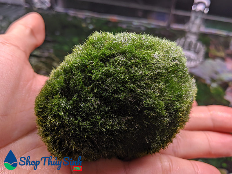 Tảo cầu rêu Nhật Bản Marimo Moss Ball