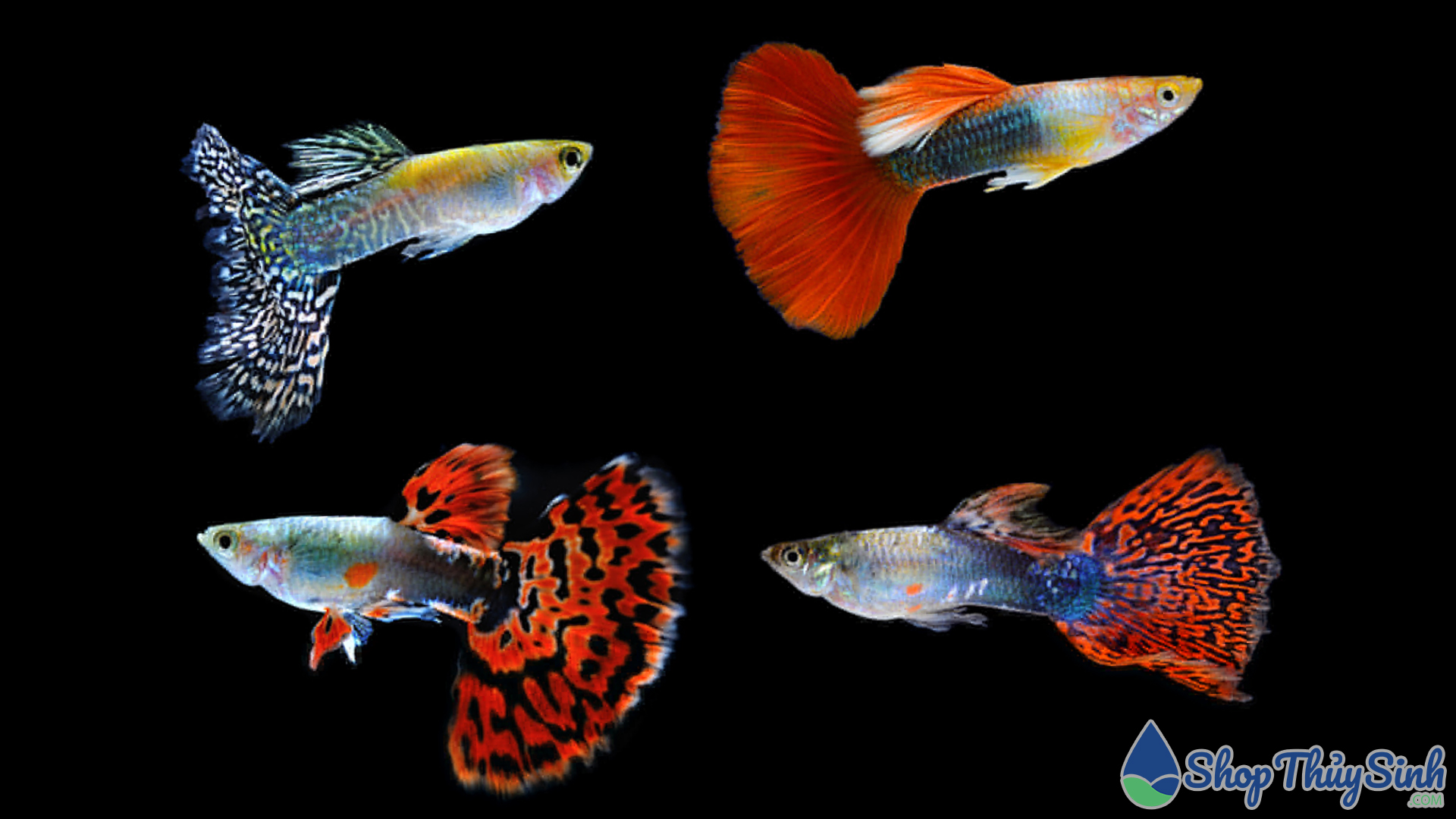 Cá bảy màu Guppy