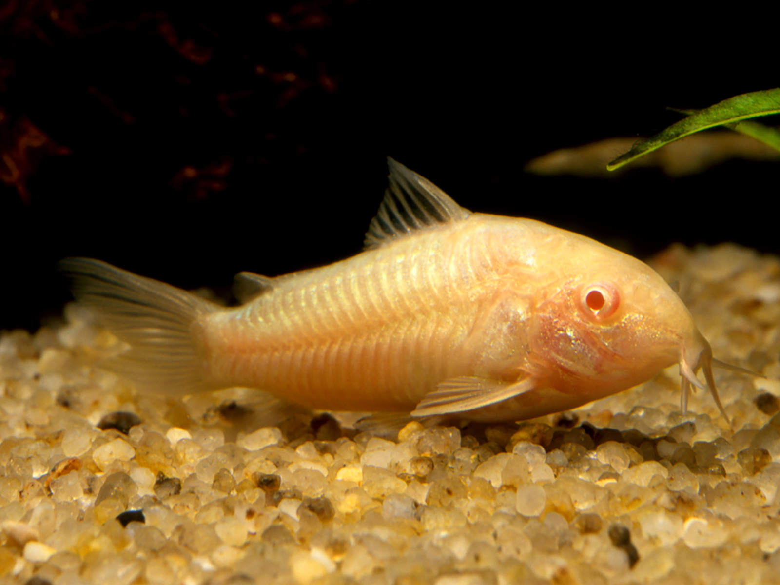 cá chuột albino