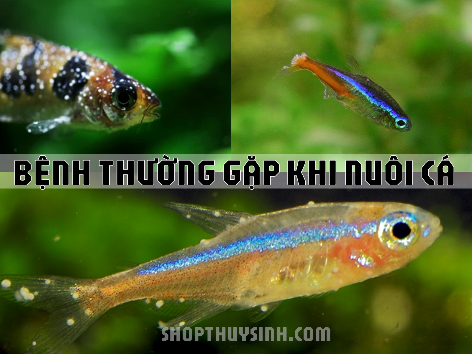 các bệnh thường gặp ở cá cảnh