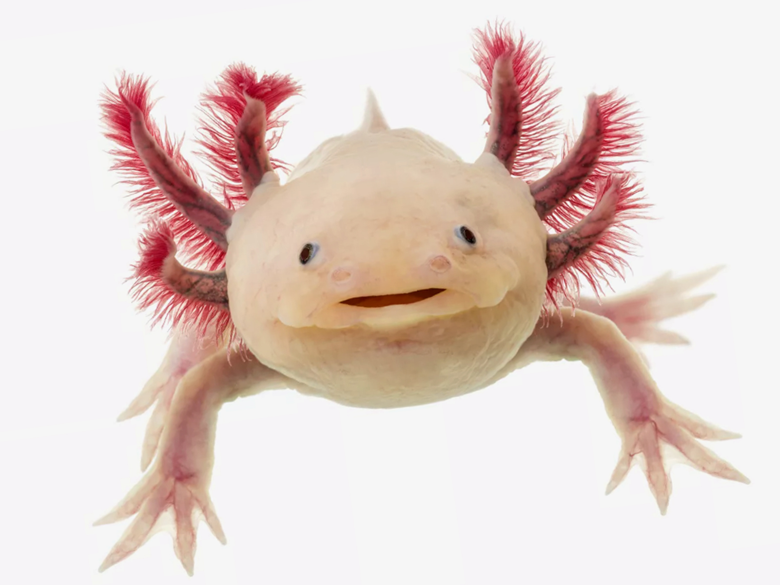 Cá khủng long 6 sừng Axolotl