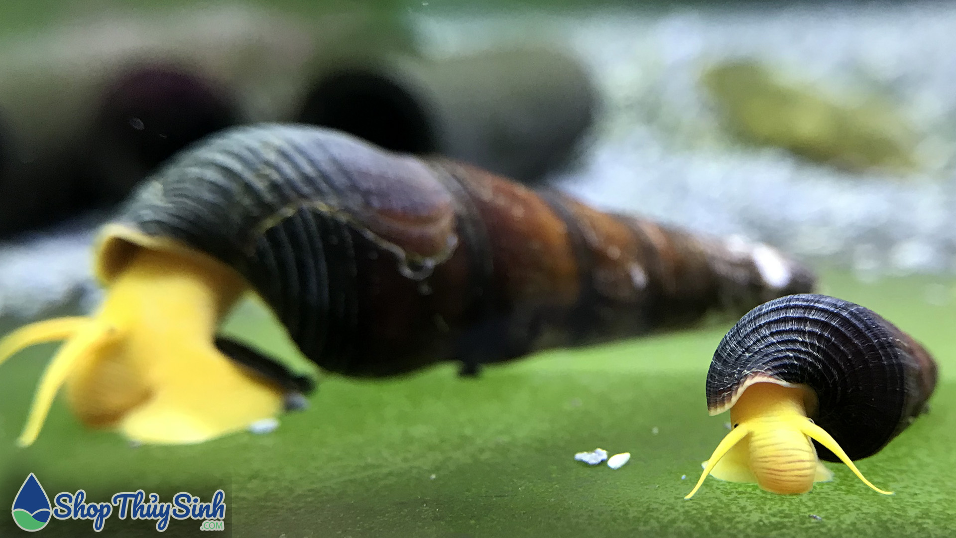 Ốc Sulawesi - một loài ốc cảnh đa dạng về màu sắc