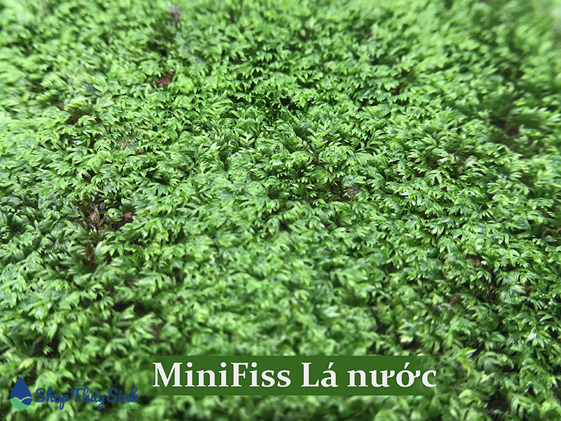 Rêu mini Fiss loại rêu đẹp nhất khi được trồng bám trên đá