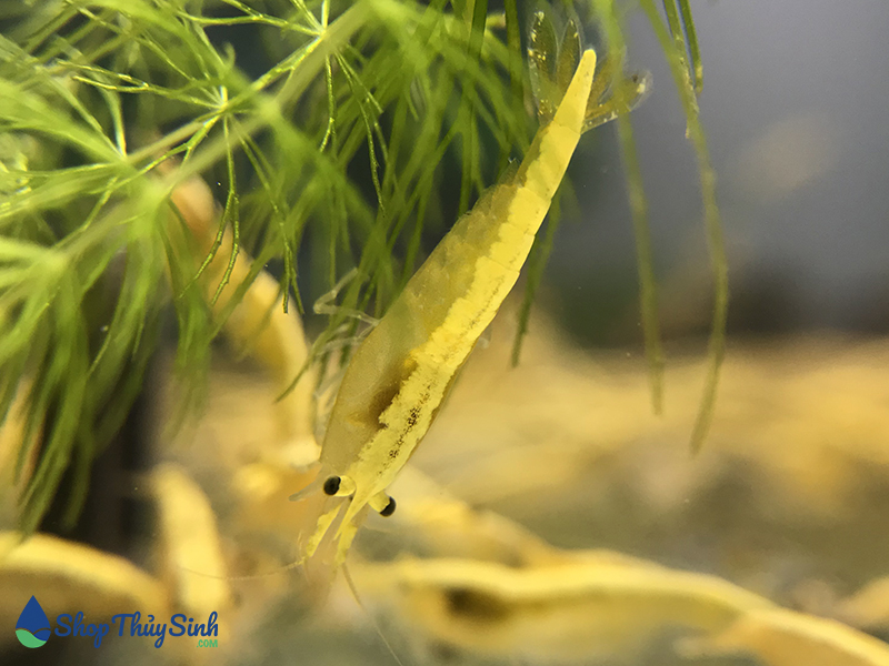 Tép vàng sọc Yellow Golden Line shrimp