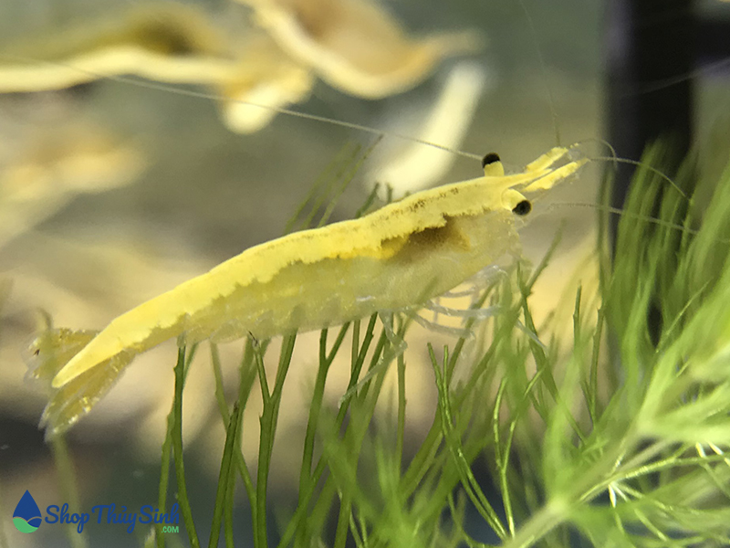Tép vàng sọc Yellow Golden Line shrimp