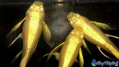 Cá Bảy Màu Full Gold có đặc điểm gì mà thu hút cả vạn người mê