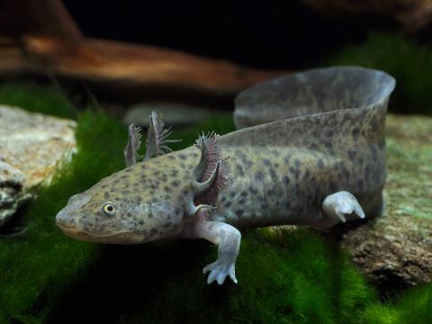 Cá khủng long 6 sừng Axolotl