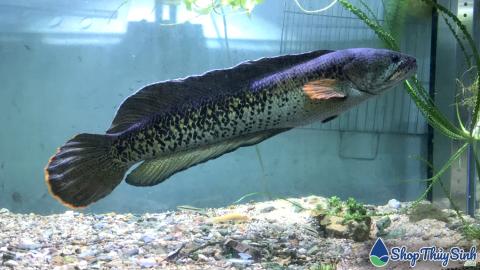 Cá Lóc Cảnh - Một dòng cá cảnh săn mồi rất phổ biến hiện nay
