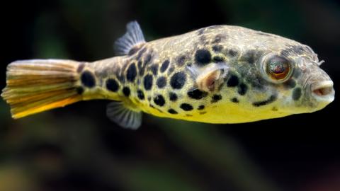 Cá Nóc Mini - Loài cá nhỏ tiêu diệt ốc hại hiệu quả