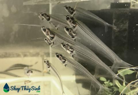 Cá thủy tinh | Loài cá cảnh có vẻ ngoài trong suốt như thủy tinh