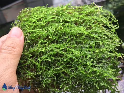 Rêu mini Taiwan dùng trang trí lũa thủy sinh