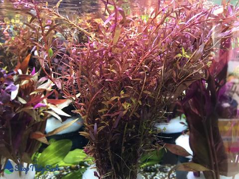 Vảy ốc đỏ dòng cây thủy sinh dễ trồng không cần co2
