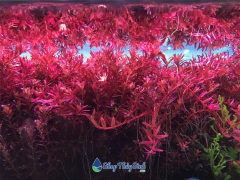 Vảy ốc đỏ dòng cây thủy sinh dễ trồng không cần co2